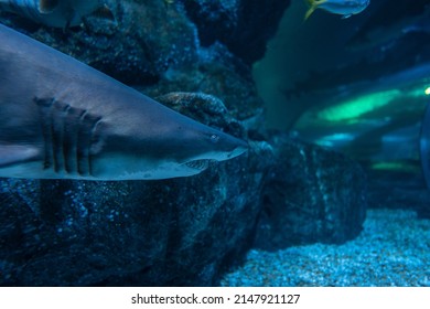 Close Up Of Great Shark Swimming Underwater, Inhabitants Of The Sea World