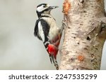 Close up of a Great Spotted Woodpecker (dendrocopos major) facing right and pecking on the trunk of a Silver Birch tree. Clean background. Copy space.  Horizontal.