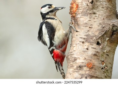 Close up of a Great Spotted Woodpecker (dendrocopos major) facing right and pecking on the trunk of a Silver Birch tree. Clean background. Copy space.  Horizontal. - Shutterstock ID 2247535299