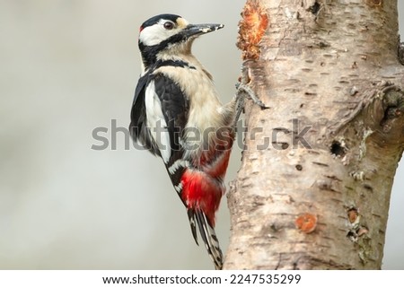 Close up of a Great Spotted Woodpecker (dendrocopos major) facing right and pecking on the trunk of a Silver Birch tree. Clean background. Copy space.  Horizontal.