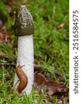 Close up of a Great Stinkhorn, Phallus impudicus, with white stem and dark green shiny cap and an Orange-brown Slug, Arion subfuscus, crawling over the stem against a background of moss