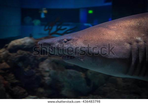 Close Great White Shark Teeth Eye Stock Photo Edit Now 436483798