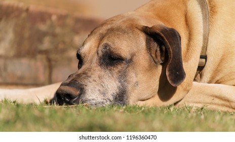Close up of Great-Dane sleeping