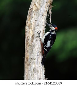 Close Up Of A Greater Spotted Woodpecker, Scotland UK
