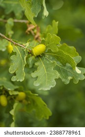 Close up of green Acorn (Oaknut) and oak leaves, in nature