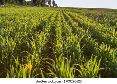 Close up green agricultural wheat field in spring. Countryside landscape.