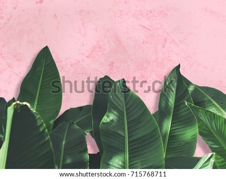 Close up green banana leaves over pink painted grunge concrete wall.