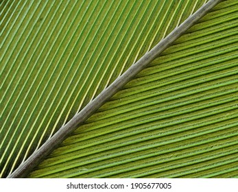 Close Up Of A Green Bird Feather From A Parrot With Visible Feather Structure