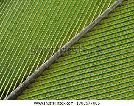 close up of a green bird feather from a parrot with visible feather structure