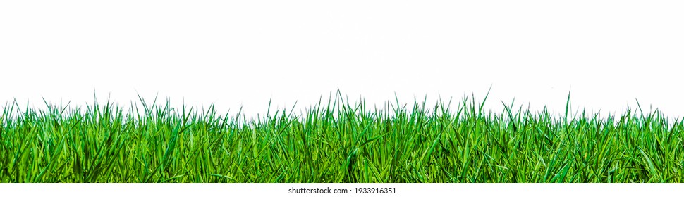 Close up of green blades of grass against a white background - Powered by Shutterstock