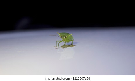 Close up green bug