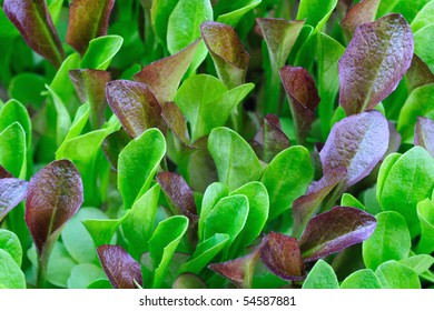 Close Up Of Green And Burgundy Lettuce Seedlings Growing