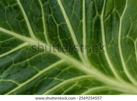 Close up of Green cabbage leaf surface texture background