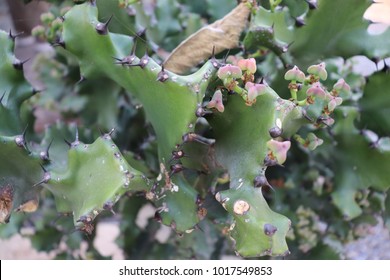 Close green cactus