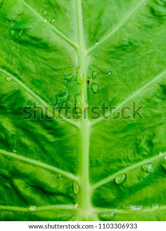 Close up at a Green Caladium leaf with dew drops.