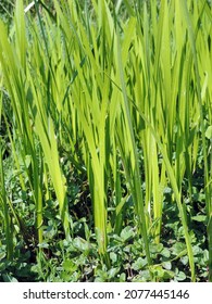Close up of the green colony, field of lush leaves of acorus calamus, also called sweet flag or calamus. Biebrza River bank. Biebrzanski National Park, Podlasie, Poland, Europe