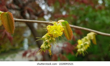 Close up of a green color 'Corylopsis coreana' flower vestige against a bright nature background. - Shutterstock ID 2220092521