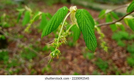 Close up of a green color 'Corylopsis coreana' flower vestige against a bright nature background. - Shutterstock ID 2220092545