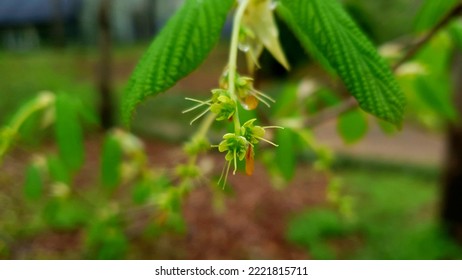 Close up of a green color 'Corylopsis coreana' flower vestige against a bright nature background. - Shutterstock ID 2221815711