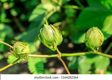 Close Up Of Green Color Cotton Boll On Cotton Plant