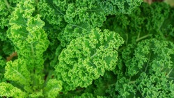 Close Up Of Green Curly Kale Plant In A Vegetable Garden.