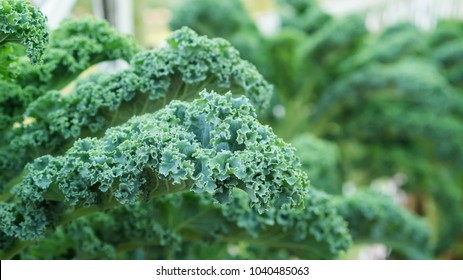 Close up of green curly kale plant in a vegetable garden. - Powered by Shutterstock