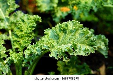 Close up of green curly kale plant in a vegetable garden, Green kale leaves, one of the super foods, beneficial for health lovers. High in antioxidants