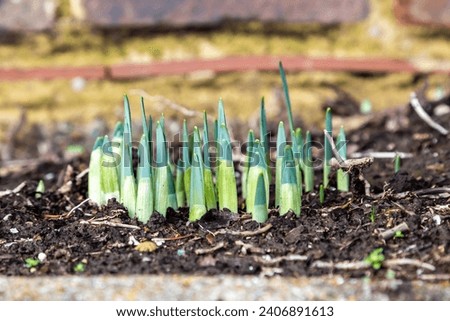 A close up of green daffodil shoots pushing up through the soil on a winter's day