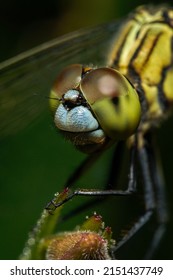 close up green dragonfly with compound eyes