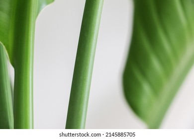 Close Up Of A Green Erect Stem Of A Strelitzia Nicolai (also Known As Giant White Bird Of Paradise Or Wild Banana) Plant In Daylight