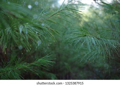 Close Up Of Green Evergreen Boughs And Dew Droplets