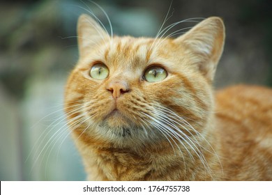Close up of green eyed cute cat looking up the sky