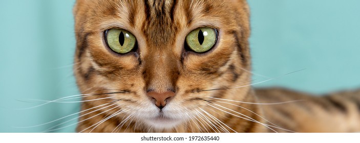 Close up of green eyes of bengal cat on green background - Powered by Shutterstock