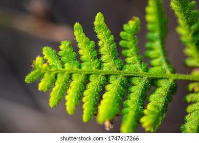 Close Up Of Green Fern Leaf Or Pteridophyta.