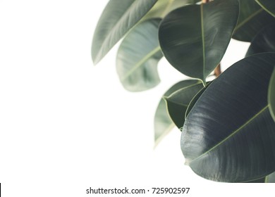 close up of green ficus plant, isolated on white with copy space, minimalistic style