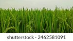 a close up of a green field of rice, a close up of a rice field, a field of green rice with tall grass, rice field in Bangladesh, 