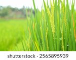 a close up of a green field of rice, a close up of a rice field, a field of green rice with tall grass, rice field in Indonesia