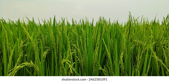 a close up of a green field of rice, a close up of a rice field, a field of green rice with tall grass, rice field in Bangladesh,  - Powered by Shutterstock