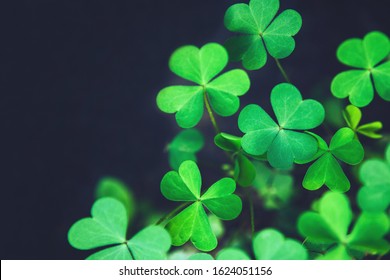 Close up of green fresh bright shamrock leaves on blurred dark background. Rural nature view. Spring Holiday floral backdrop. Spring St. Patrick's Day Clovers background. Open composition. Copy space. - Shutterstock ID 1624051156