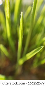 Close Up Of Green Fresh Grass With Water Drops Growth  From Eart With Sun Light Selected Focus