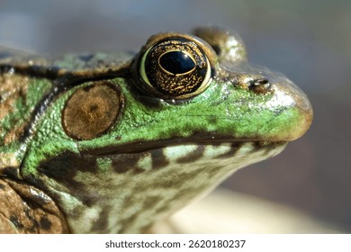 A close up of a green frog