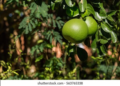 Close Up Of Green Grapefruit On A Tree