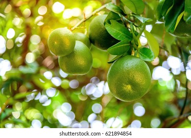 Close Up Of Green Grapefruit On Tree With Bokeh Background