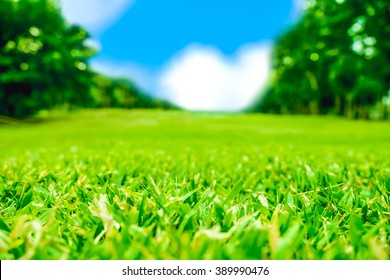 Close Up Green Grass Field With Blur Park Background,Spring And Summer Concept