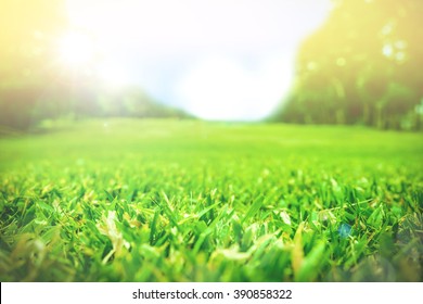 Close Up Green Grass Field With Blur Park Background,Spring And Summer Concept,vintage Filter