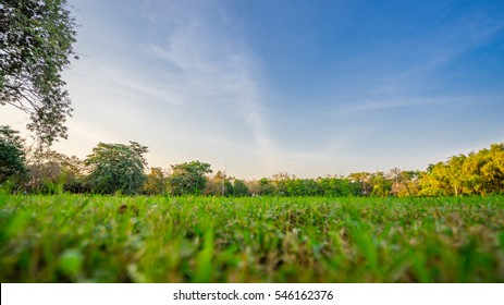 Close up green grass field with blur park background,Spring and summer concept