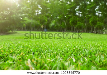 Close up green grass field with blur park background