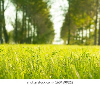 Close Up Green Grass Field Or Meadow With Blur Park Background, Spring And Summer Concept. 