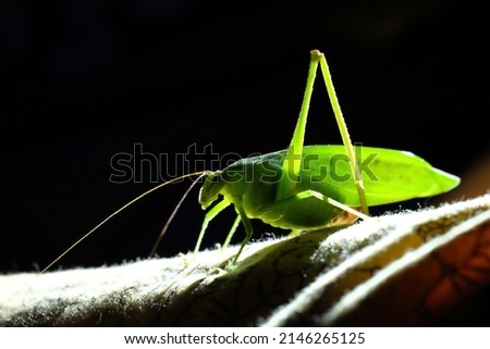 Close up green grasshopper at night, insect with black background, animal life in nature.