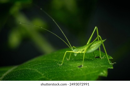 Close up of green grasshopper, Green Phaneropterine Katydid on green leaf. - Powered by Shutterstock